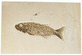 6.9" Uncommon Fish Fossil (Mioplosus) - Wyoming - #198391-1